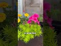 Self watering planter from Garvee! #garvee #planter #flowers #ad