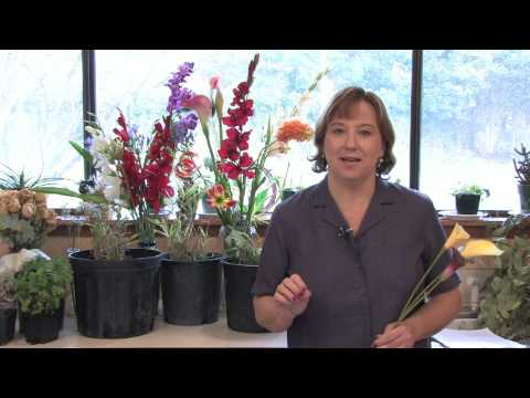 Video: Är calla liljor rådjur resistenta?