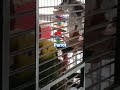 #parrot #pets #birds