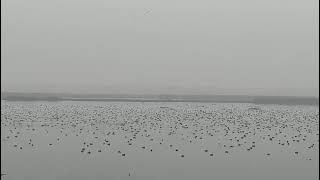 Asian Waterbird Census, Jan 2026  ebird India, Wetland South Asia. #birds#bird#birding#birdwatching 