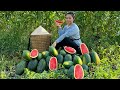 Harvest the Watermelon garden to sell at the market