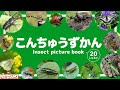 【こんちゅう図鑑】カブトムシ クワガタ カマキリなど人気の昆虫20種が大集合！知育アニメ【赤ちゃん・子供向け動画】Insect  picture book for kids