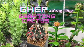 Ghép cây xương rồng vào cây diệp long | Grafting cactus to dragon tree #grafting  #garden