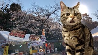 妹と初めてのお花見が綺麗すぎてテンション上がりまくりな猫