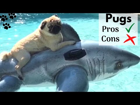 Video: Serieus, waar zijn Pugs voor?