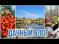 Дачный влог. Собираю урожай. 🥒Ланьшский карьер. 🔥Продукты из Светофора 🧐.