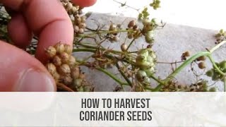 How to Harvest Coriander Seeds & Make Envelopes to Store & Share your Seeds