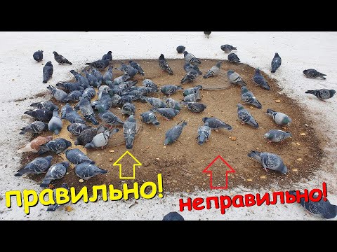Видео: Что едят голуби?