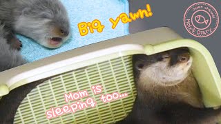 カワウソ赤ちゃん まだ目も開いてないのに！Sleeping babies are angels!【baby otter】 by カワウソ-Otter channel 1,479 views 2 years ago 4 minutes, 47 seconds