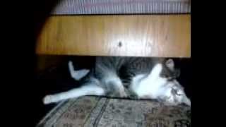 Кошачья любовь по людски) Кошачья любовь по людски)