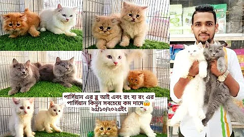Video 11327861: exotic persian cat, quality persian cat, grey persian cat, blue eyes persian cat