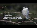 Birds of Algonquin Park