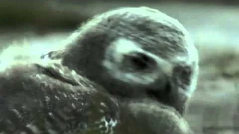 Cooperative use of wings and legs during bird ontogeny