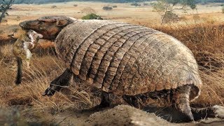 Macroeuphractus - A Carnivorous Armadillo