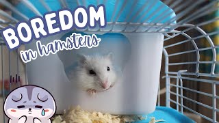 How to have a Happy Hamster! // DIY Boredom Breakers