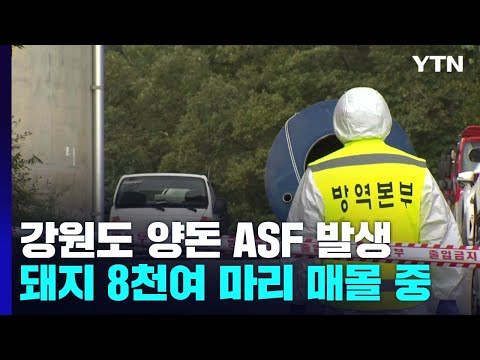 강원 춘천서 이틀째 아프리카 돼지 열병...감염 확산하나 / YTN