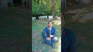 New experience: playing Persian ney with cows in gargano wild nature🪈🐂⛰️🌸🌳 #persianney #nature
