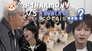 p1harmony struggling against a bunch of corgis