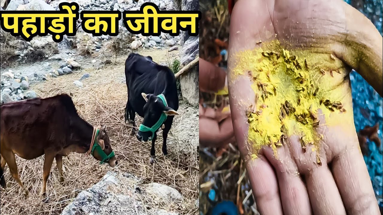 पहाड़ों का जीवन