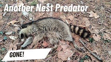 Trapping Nest Predators