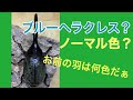 ブルーヘラクレス？（ヘラクレスオオカブト）2