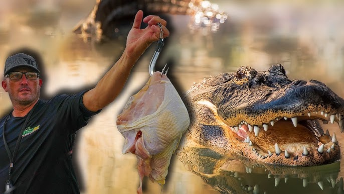 How to Hang Alligator Bait 