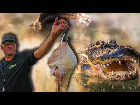 Dropping NASTY Baits for Massive Gators!