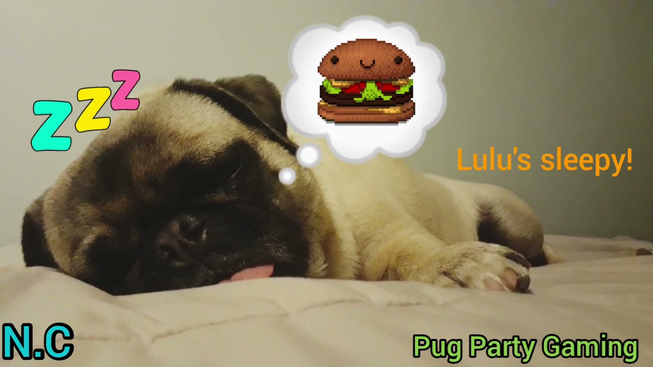 Relaxing music with Lulu the Pug sleeping. (Music credits in description.)