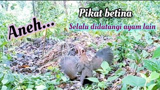 Pikat ayam hutan betina, lain yang dipikat lain pula yang datang