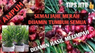 Cara Semai Jahe Merah Yang Cepat !!! Dijamin Banyak Tunas dan Tumbuh Semua
