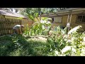 8ft Tall Weeds INFESTED her Backyard - She Asked me for Help and I TRANSFORMED it for FREE
