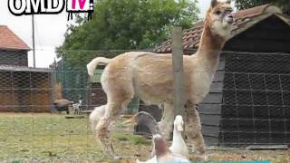 Old MacDonald's Farm - Blooper Reel #1 screenshot 4