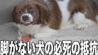 【動物後進国】愛護センターに溢れる怪我した犬の数々...減少傾向にあるもののいまだに耐えない脚部欠損の犬たちを助けに徳島愛護センターへ保護に
