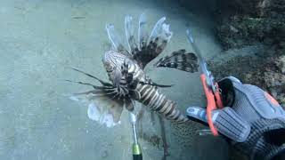 Spearing a Lionfish and Trimming the Venomous Spines with the Life League Gear Folding Shears.