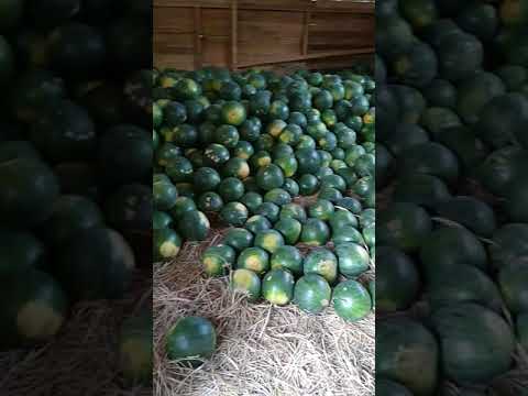 Video: Semangka Nektar