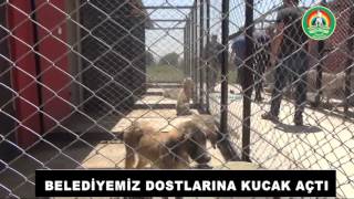 Bingöl Belediyesi / hayvanbakımevi