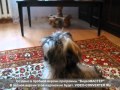 Забавная Дрессировка Щенка Ши-Тцу 5 Месяцев(Training a Puppy Shih Tzu)