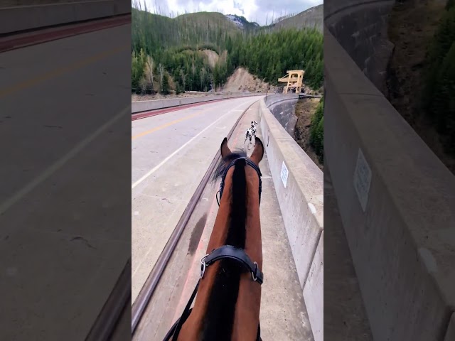 ASMR young horse rides on dam. Learning is training.