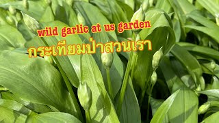 #wildgarlic #garden #สวนหลังบ้านeasylifebyjoon