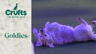 Laying Down On The Job | Crufts 2024