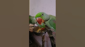 waka #frooty #parrot #talkingparot #football #soccer