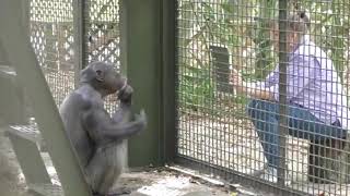 Chimpanzees React to Their Reflections in a Mirror So funny and way too much like us!😂😂
