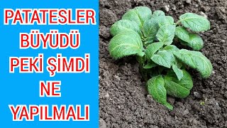 Bu Yöntemle Bol Bol Patates Üretirsiniz.