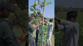 Sabuja Bahini Team Repairing &amp; Saving Trees 🌳💚 | Protect Nature, Protect LifeIn this video,
