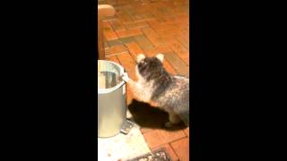 Junger Waschbär - Kleiner Akrobat