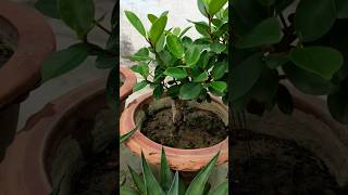 Ficus Plant 😍 Ficus Bonsai 🙂 Ficus Plant care 😘 Ficus 🎄 Ficus Tree 💕 Ficus Bonsai Plant #ficus