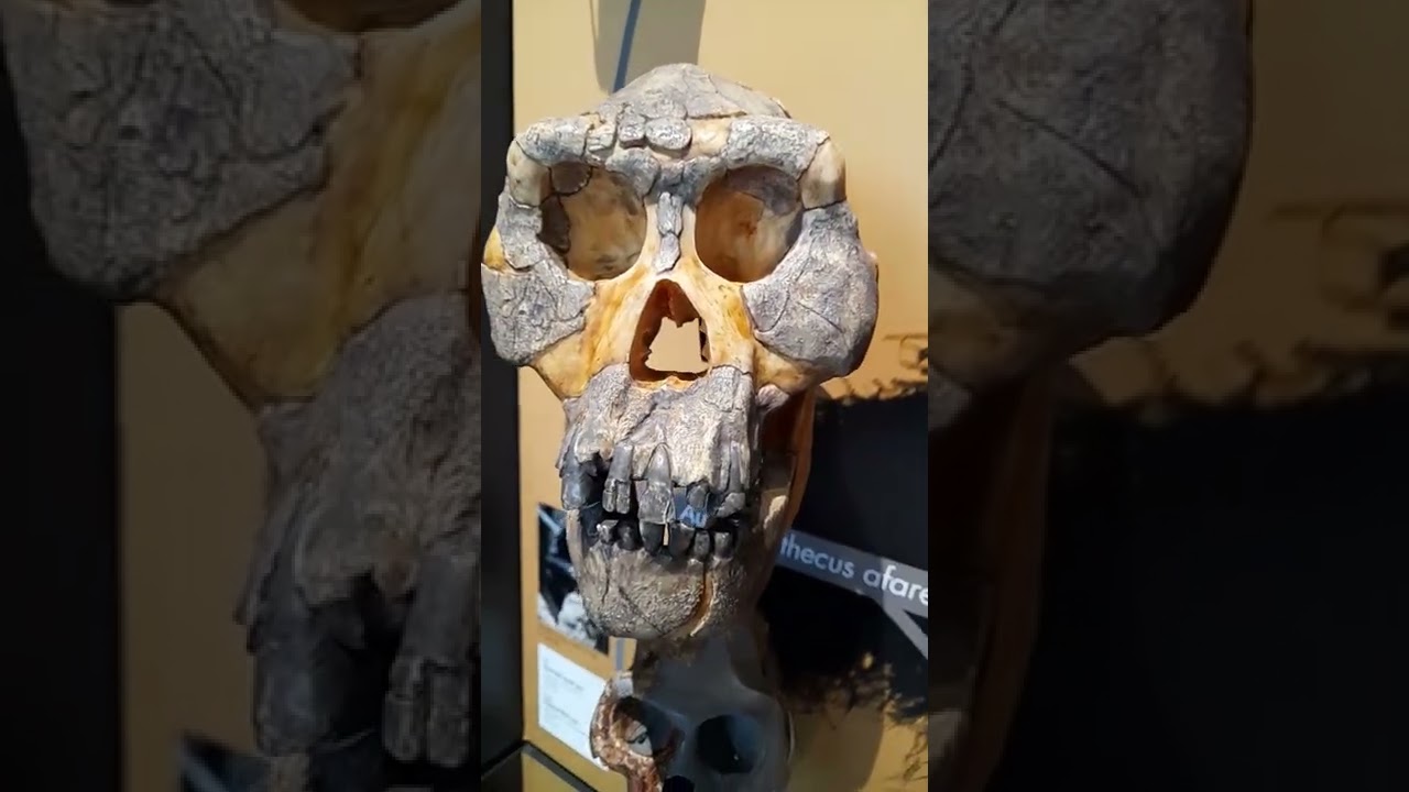 Lapworth Museum of Geology | Skull collection