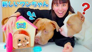 【DIY】おうちを作ったら犬が出てくる？！新しいペットをお迎え！ロッキー達の反応は？【マジカルDIYわんことおうち】