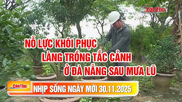 Nỗ lực khôi phục làng trồng tắc cảnh ở Đà Nẵng sau mưa lũ | Nhịp sống ngày mới | 30/11/2025