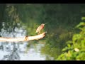 Green Heron calling (bird call)